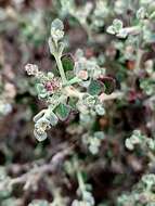 Image of Chenopodium curvispicatum P. G. Wilson