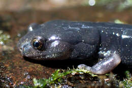 Image of Black Salamander