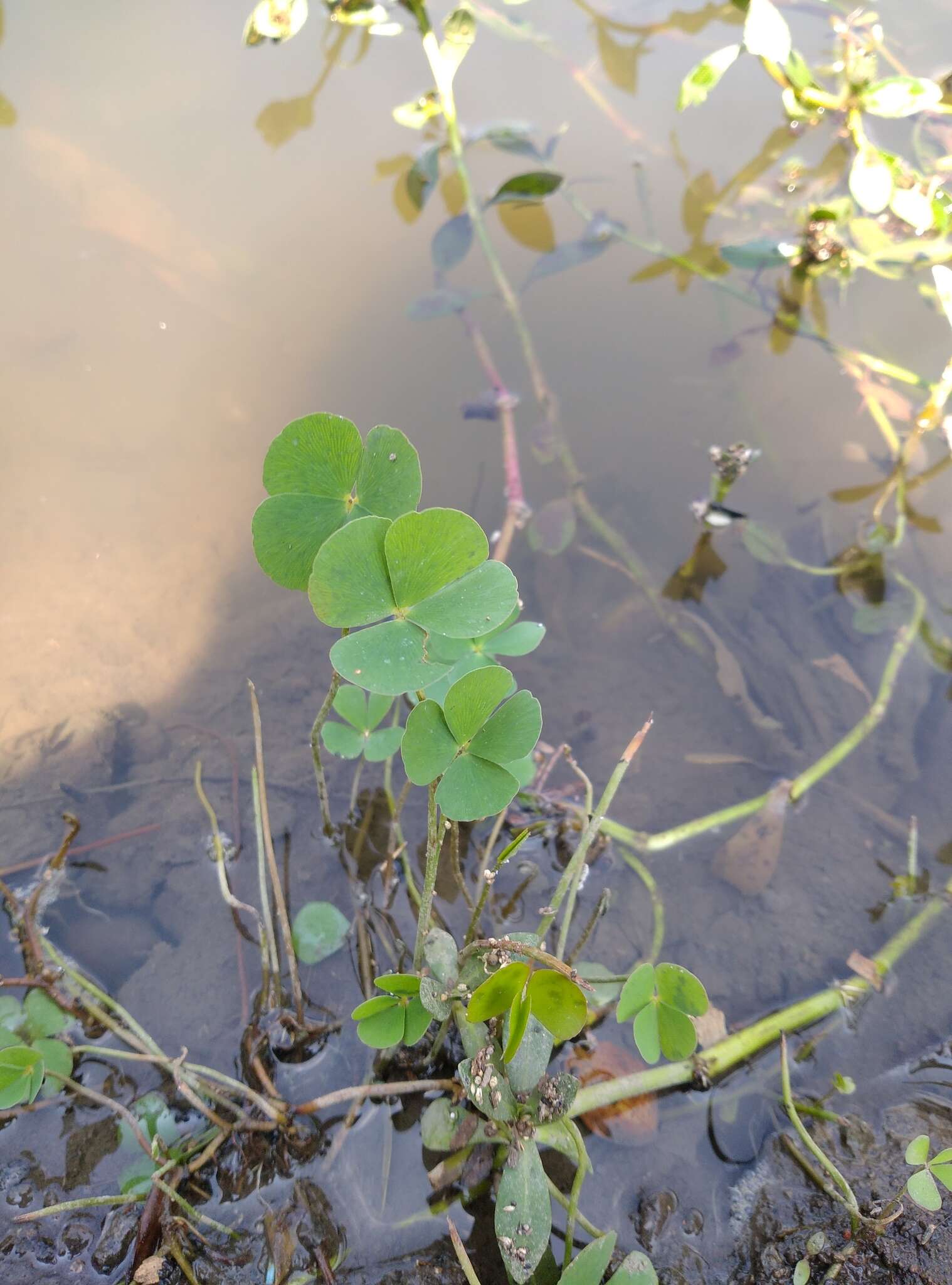 Imagem de Marsilea crenata C. Presl