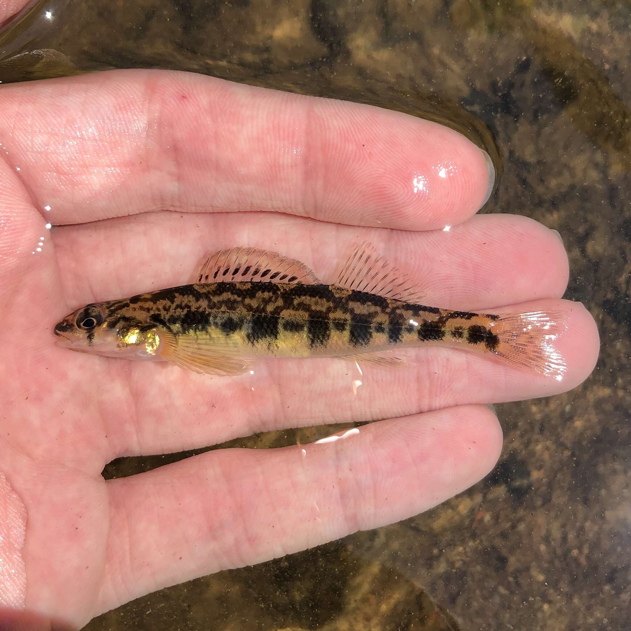 Image of Shield Darter