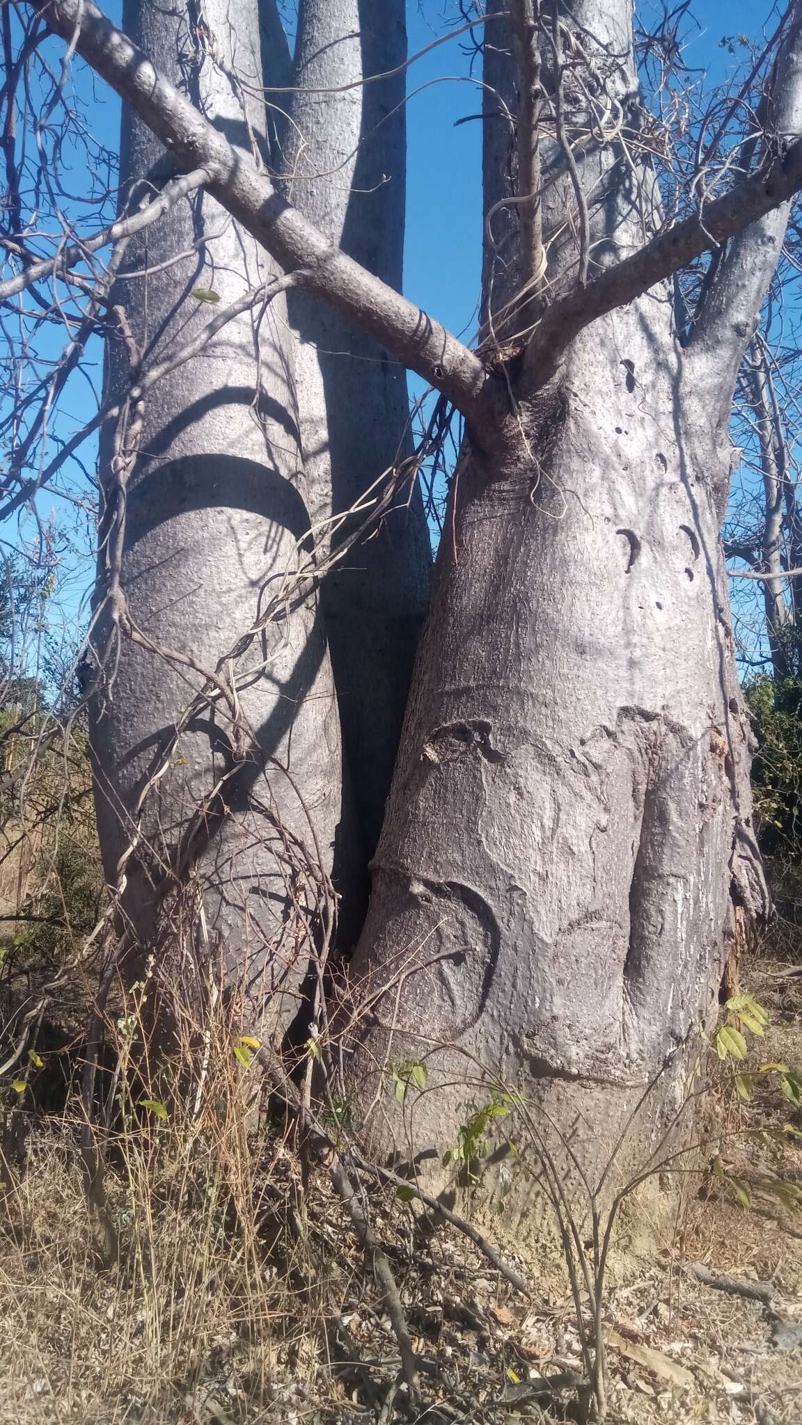 Image of Baobab