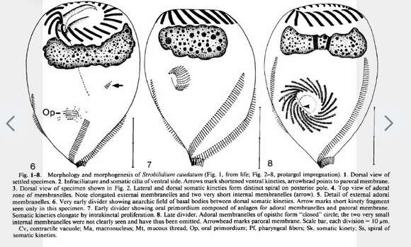 Image of Strobilidium caudatum