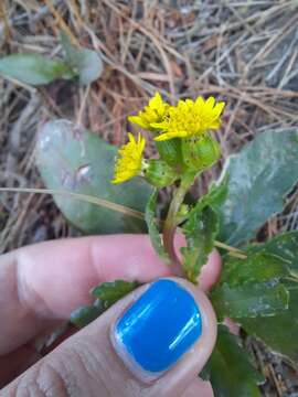 Image of Senecio marotiri C. J. Webb