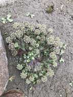 Image of Marchantia emarginata subsp. tosana (Steph.) Bischl.