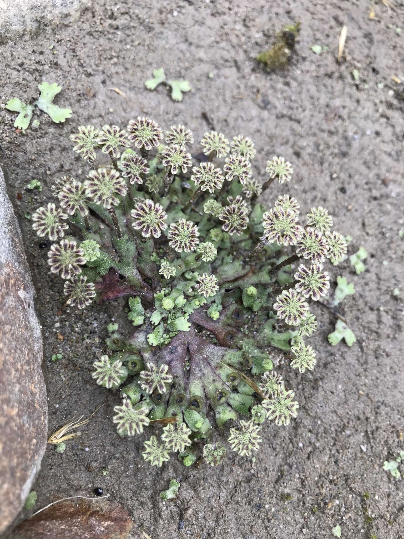 Image of Marchantia emarginata subsp. tosana (Steph.) Bischl.