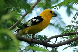 Image of Golden Grosbeak