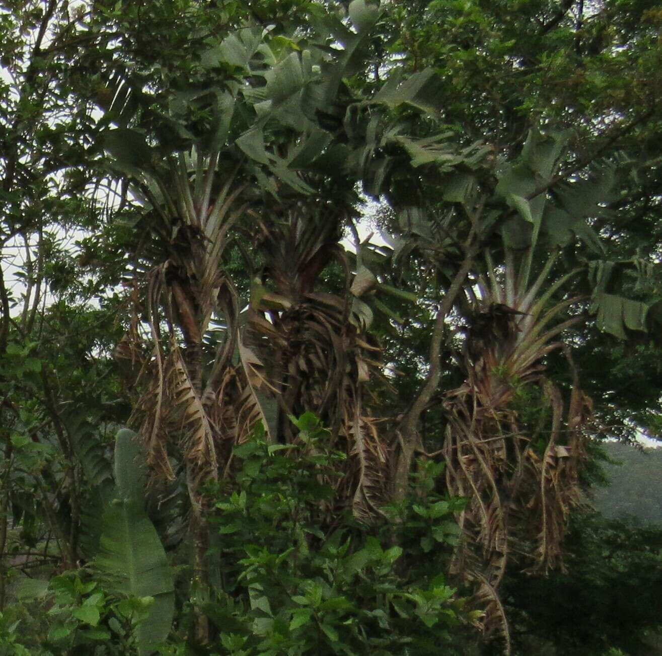 Image of Mountain strelitzia