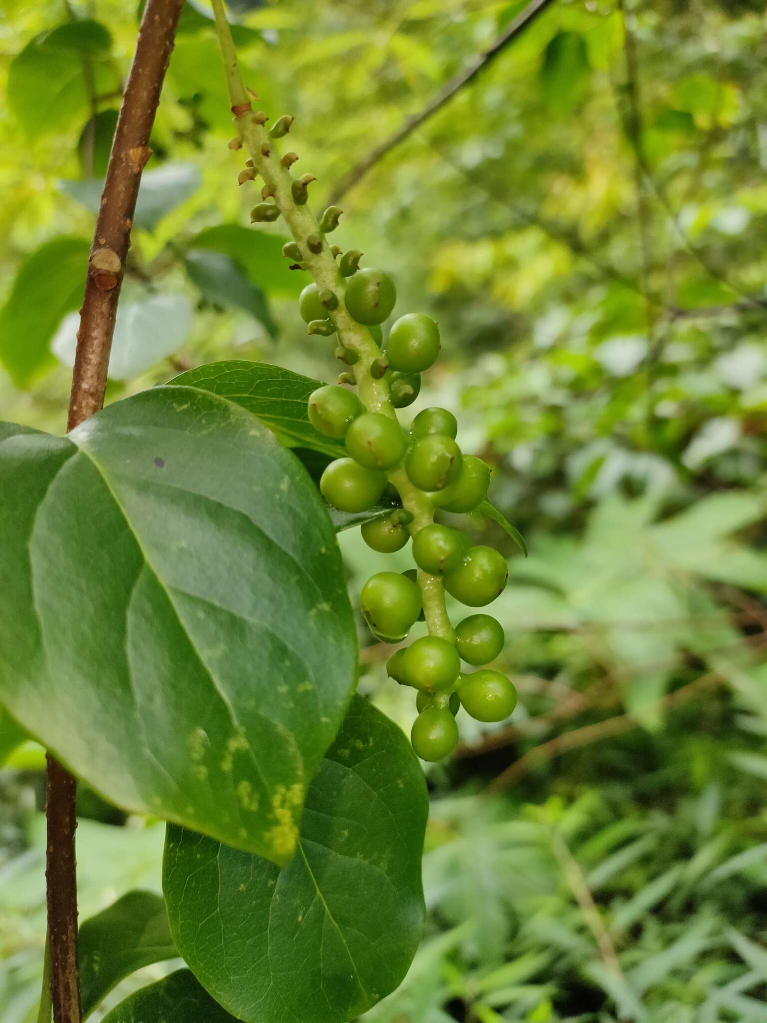 Image of Schisandra arisanensis Hayata