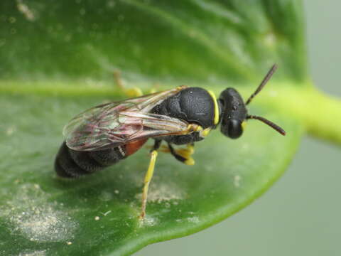 Image of Hylaeus sulphuripes (Gribodo 1894)