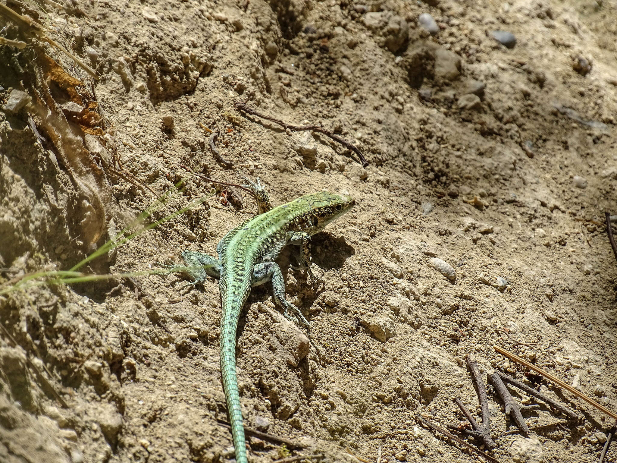 Image of Anatololacerta pelasgiana (Mertens 1959)