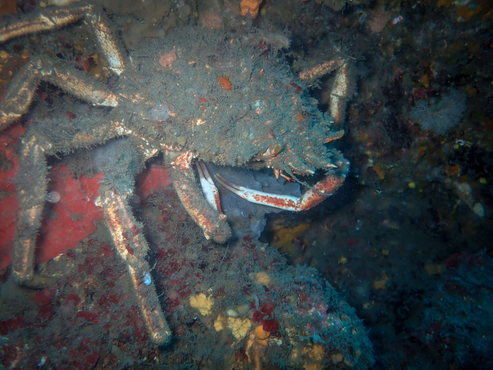 Image de araignée de Méditerranée