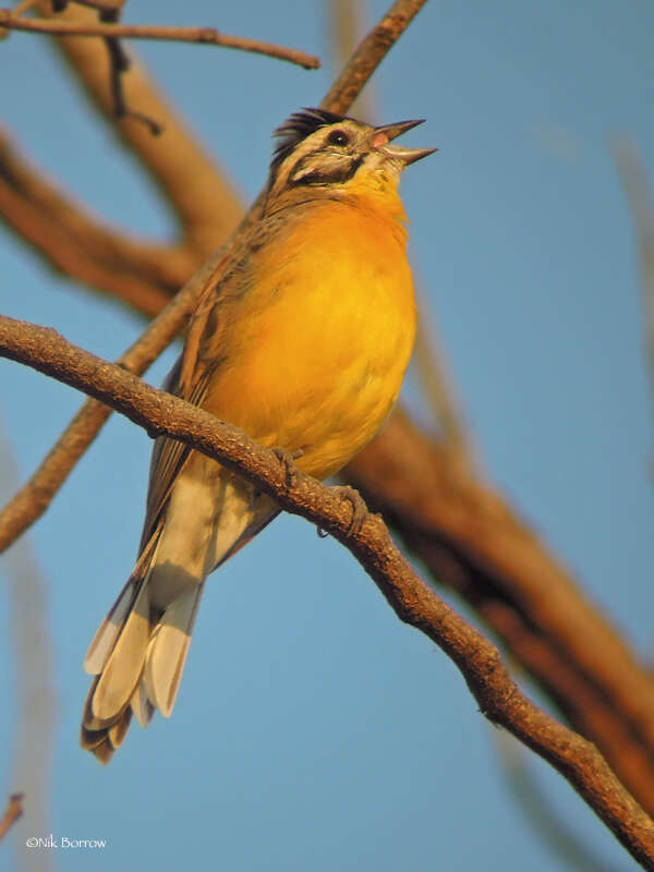 Image of Brown-rumped Bunting