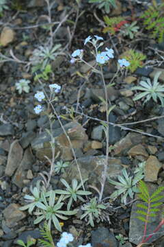 Eritrichium incanum (Turcz.) A. DC.的圖片