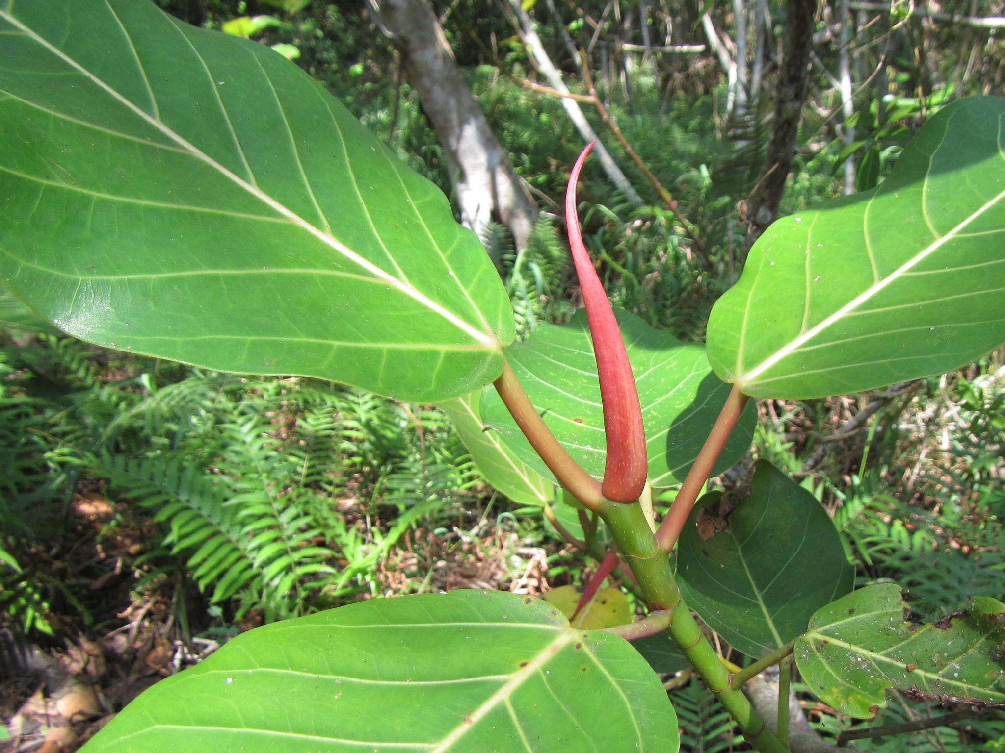 Image of Ficus trichopoda Bak.