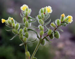 Image of Nonea alpestris (Stev.) G. Don fil.