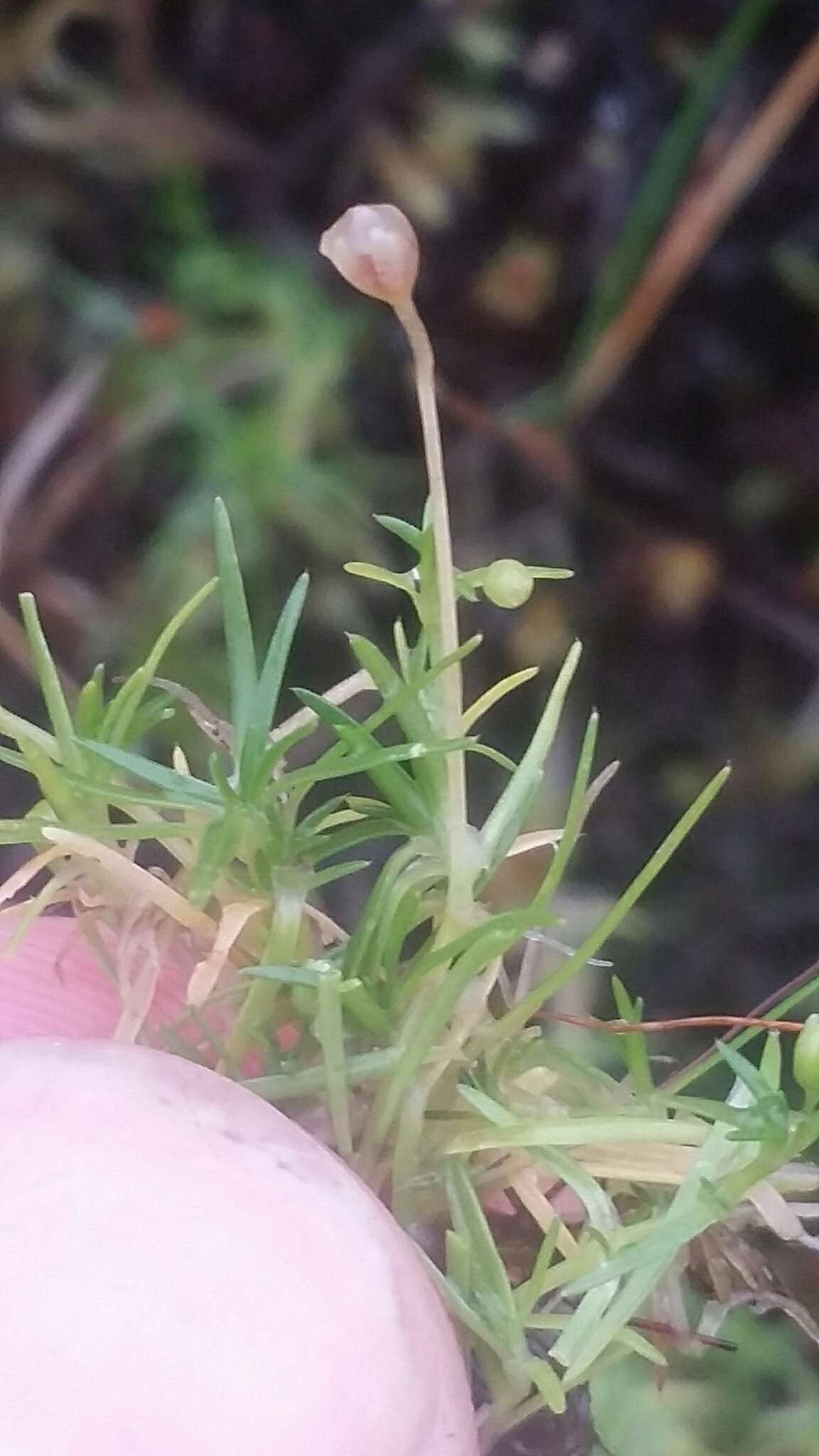 Image of birdeye pearlwort