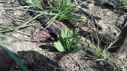 Image of Cynoglossum hispidum Thunb.