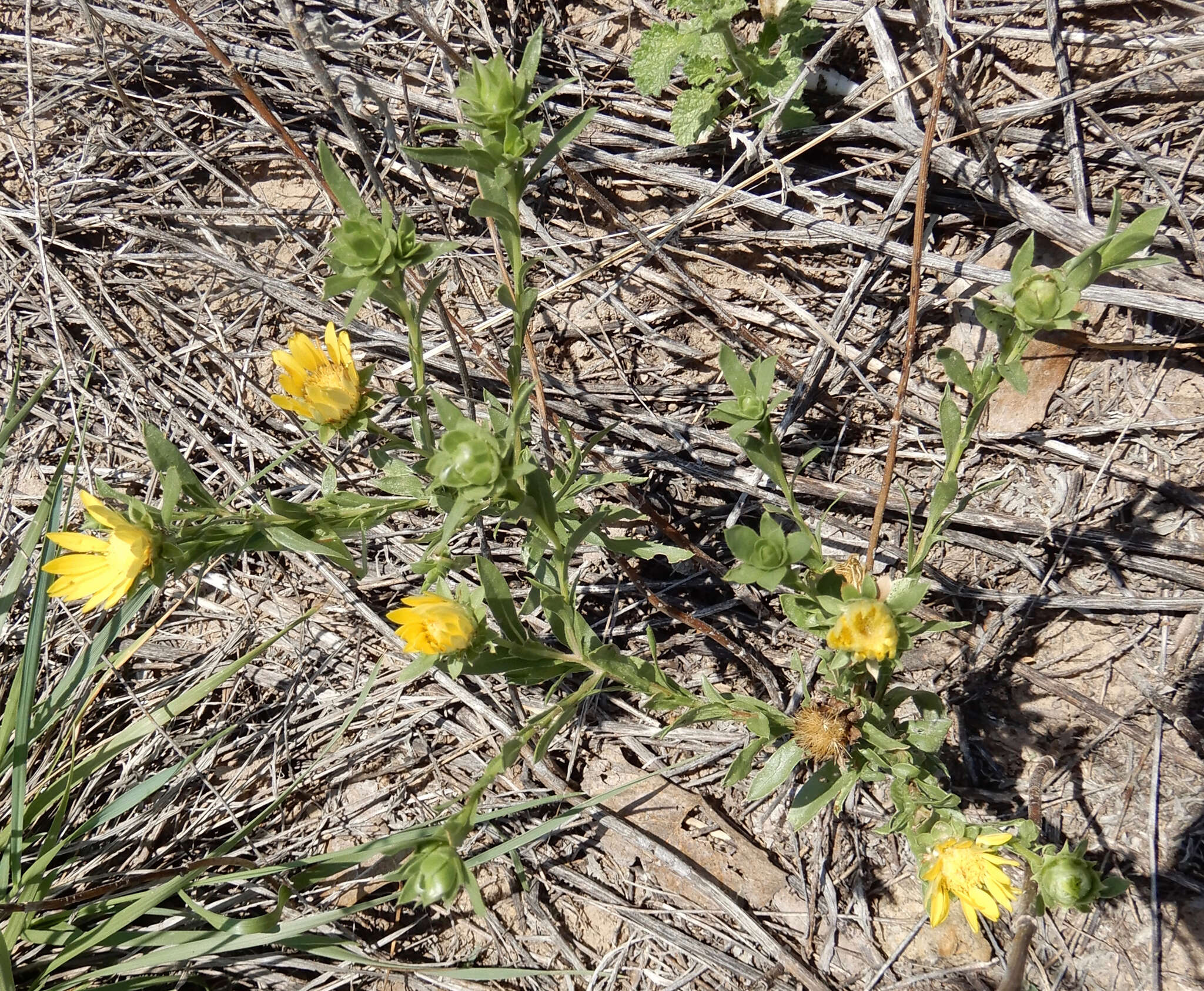 Image of Texas sleepydaisy