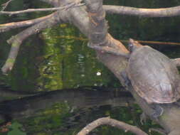 Image of Loggerhead Musk Turtle