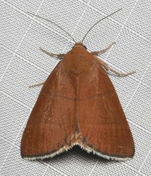 Image of Four-Lined Chocolate Moth