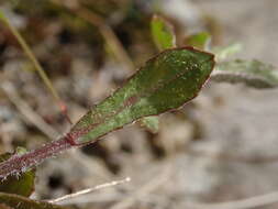 Image of Wahlenbergia rupestris G. Simpson