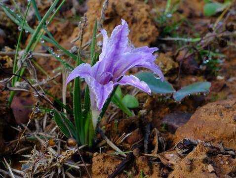 Image of Babiana pauciflora G. J. Lewis