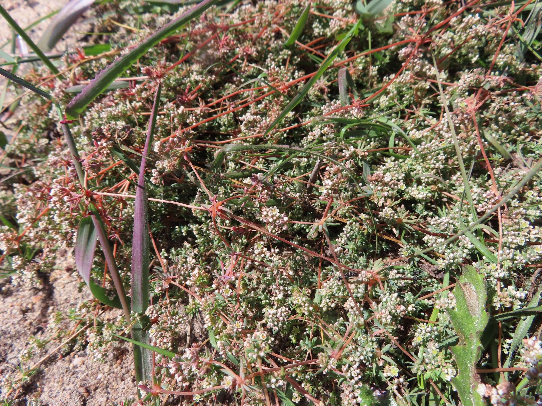 Image of Adenogramma glomerata (L. fil.) Druce