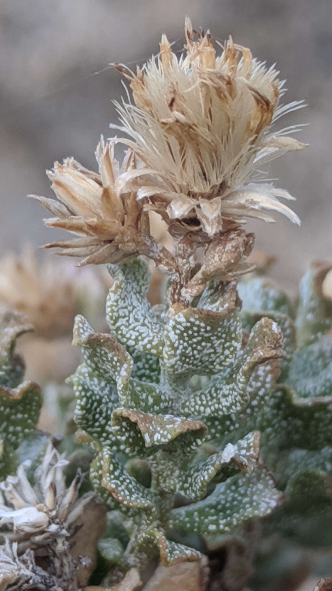 Image of Ericameria cuneata var. cuneata