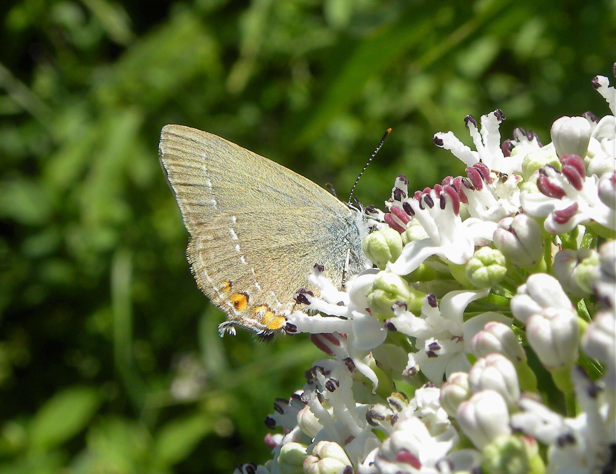 صورة Satyrium acaciae (Fabricius 1787)