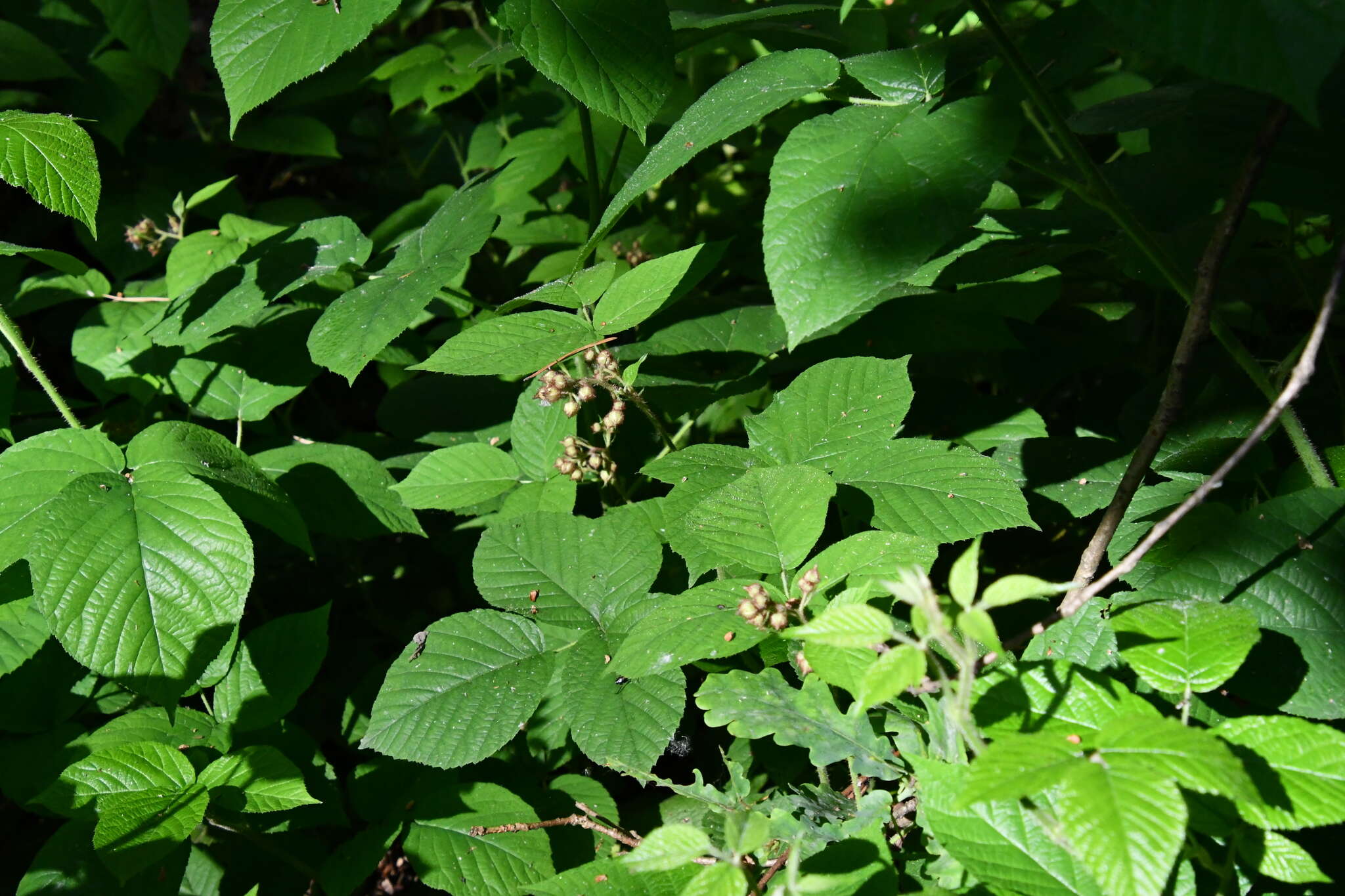 Imagem de Rubus hirtus Waldst. & Kit.