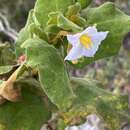 Image of Solanum thomasiifolium Sendtn.