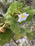 Image of Solanum thomasiifolium Sendtn.