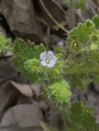 Image of Rattan's phacelia