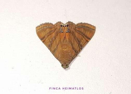 صورة Eulepidotis inclyta Fabricius 1775