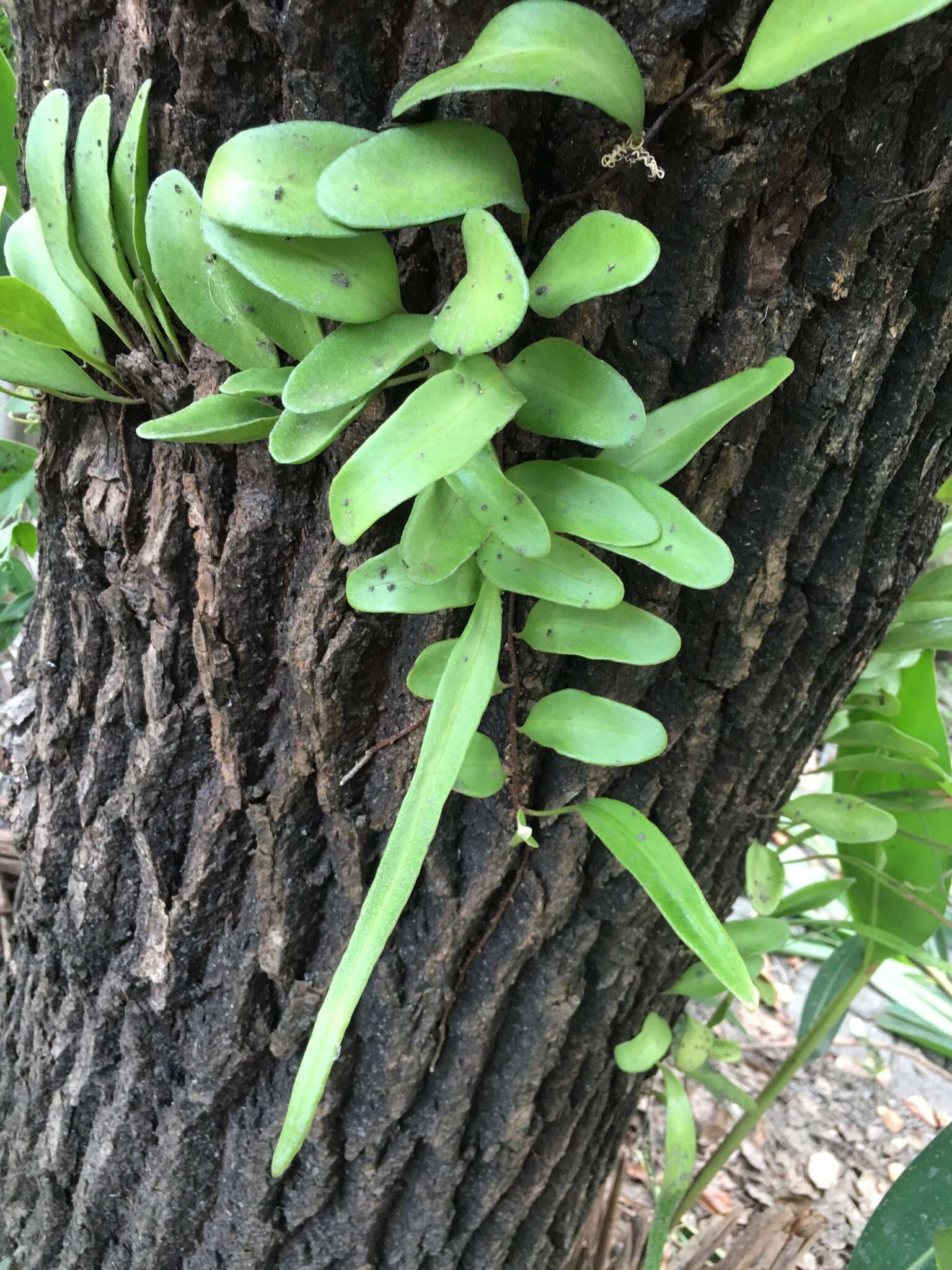 Image of lanceleaf tongue fern