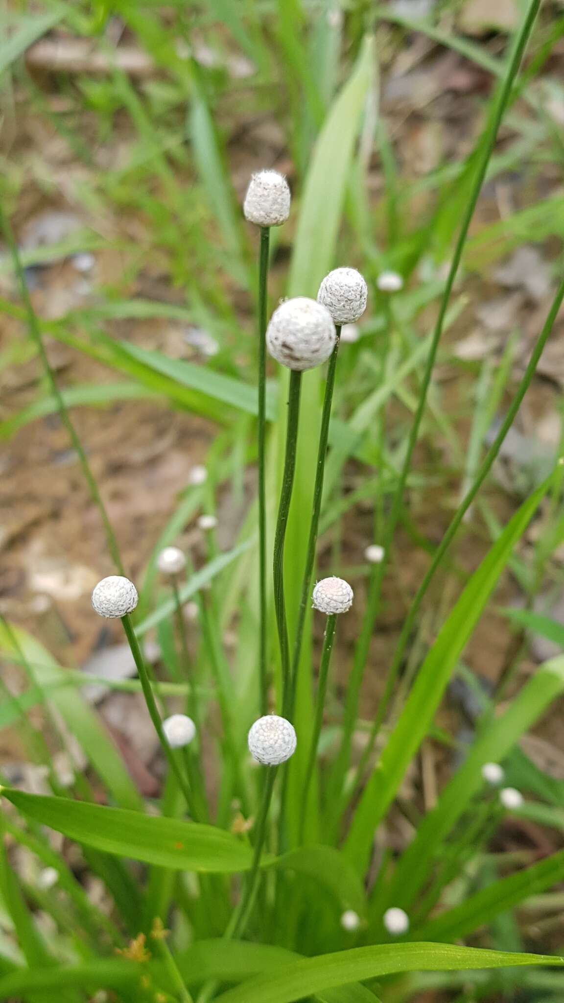 Image de Eriocaulon willdenovianum Moldenke