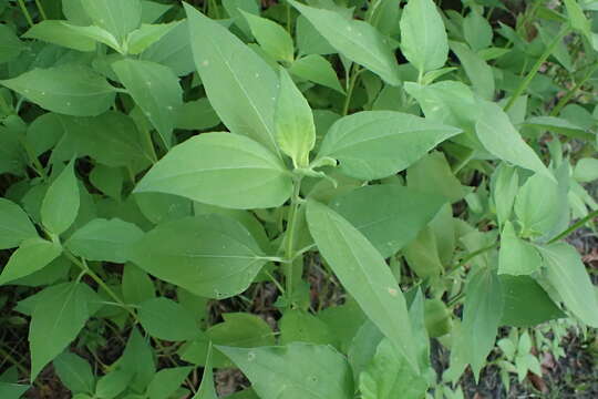 Image of annual marsh elder