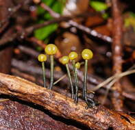 Image of Chlorovibrissea bicolor (G. W. Beaton & Weste) L. M. Kohn 1989