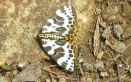 Image of Gandaritis whitelyi (Butler 1878)