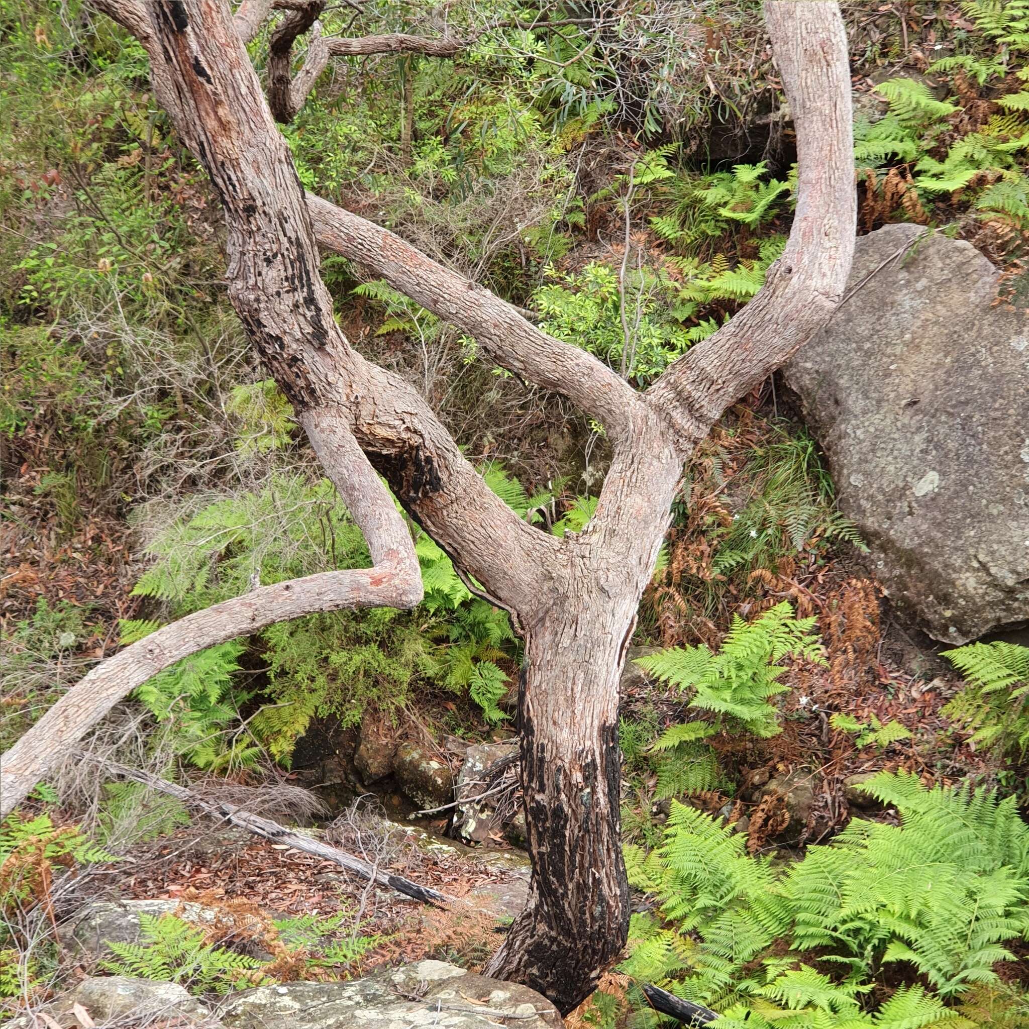 Image of Angophora bakeri E. C. Hall