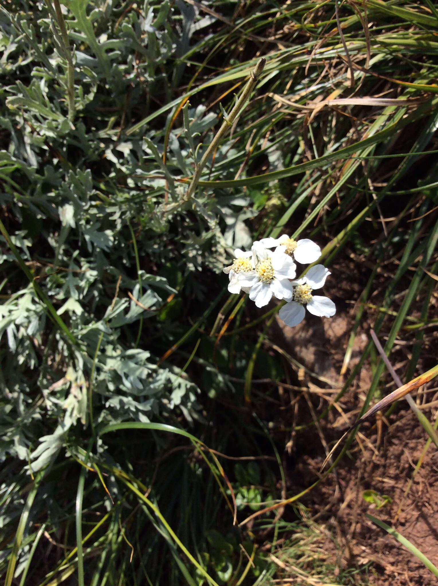 Achillea clavennae L. resmi