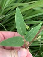 Imagem de Desmodium rigidum (Elliott) DC.