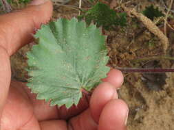 Image of Pelargonium elegans (Andr.) Willd.