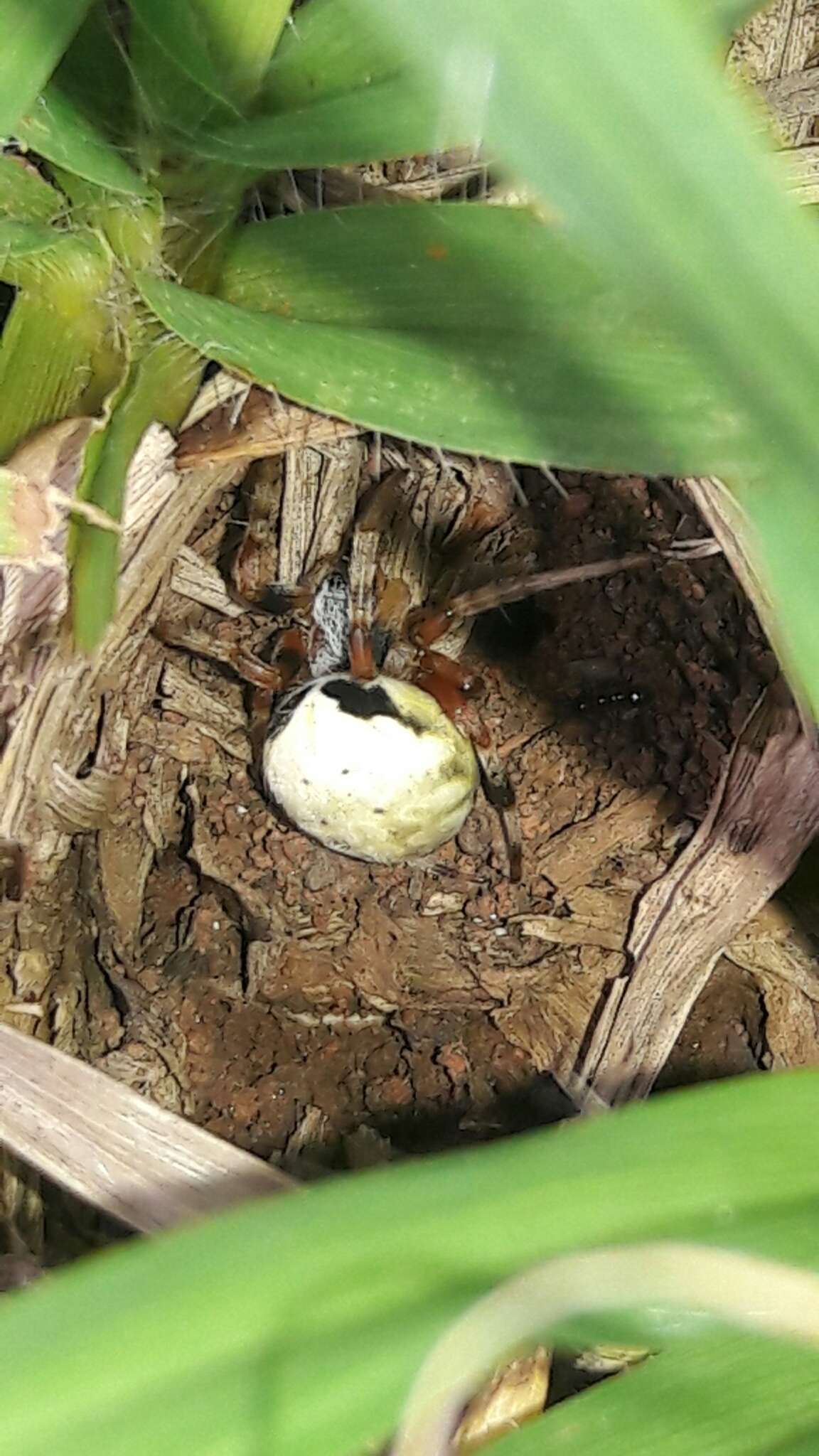 Image of Araneus horizonte Levi 1991