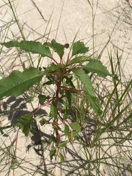 Amaranthus australis (A. Gray) Sauer resmi