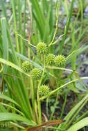 Image of Sparganium eurycarpum subsp. coreanum (H. Lév.) C. D. K. Cook & M. S. Nicholls