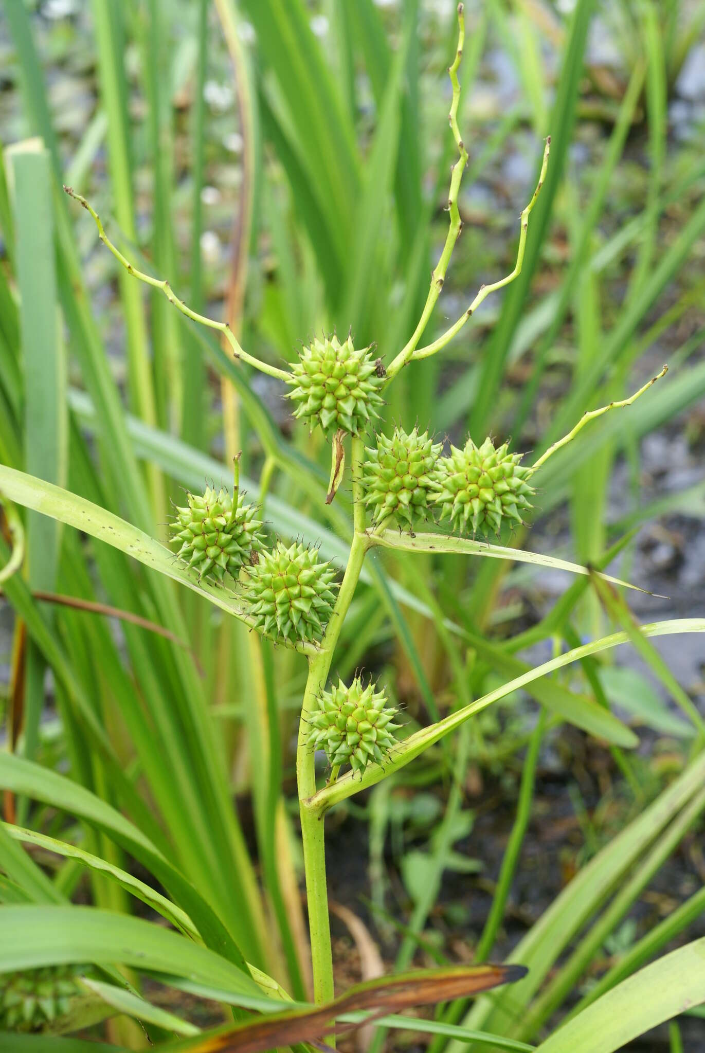 Image of Sparganium eurycarpum subsp. coreanum (H. Lév.) C. D. K. Cook & M. S. Nicholls