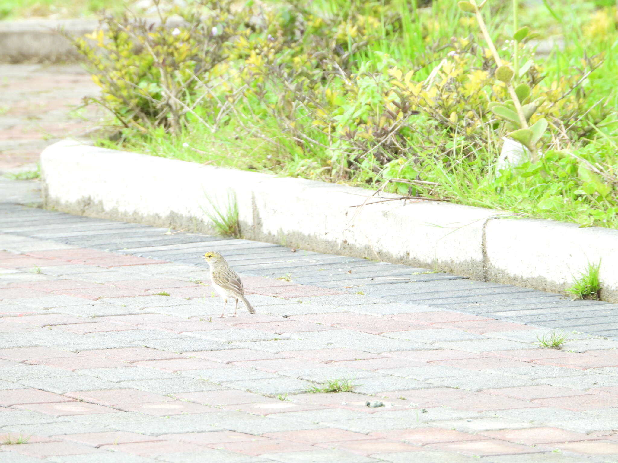 Image of Yellow-browed Sparrow