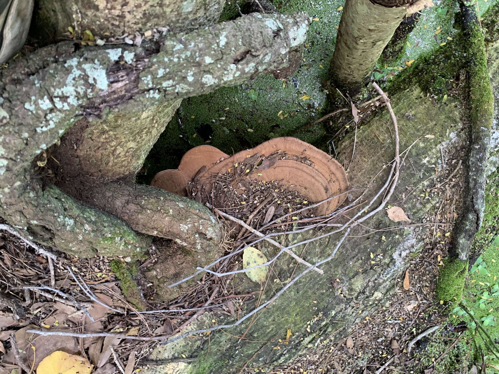 Image of Ganoderma zonatum Murrill 1902