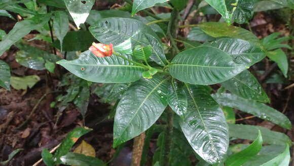 Image of Palicourea elata (Sw.) Borhidi